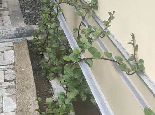 15+ Manfaat Daun Binahong untuk Kesehatan: Rahasia Penyembuhan Alami 15+ manfaat daun binahong untuk kesehatan rahasia penyembuhan alami dari p 20260322 232745 0000